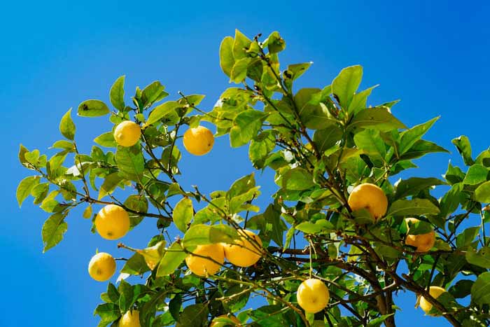 lemon-tree-pt2